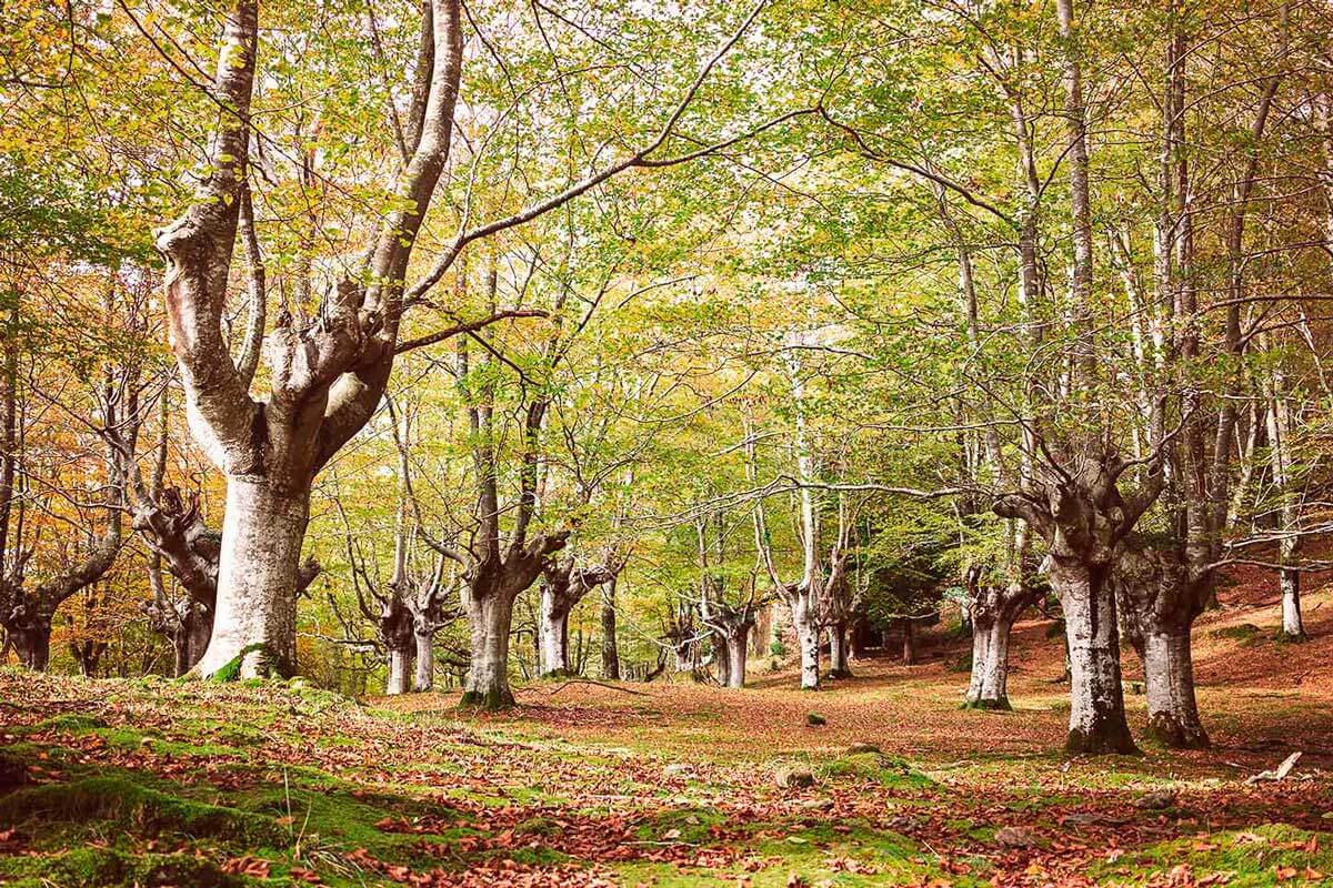 Damos la bienvenida al otoño en Ellauri Hotela