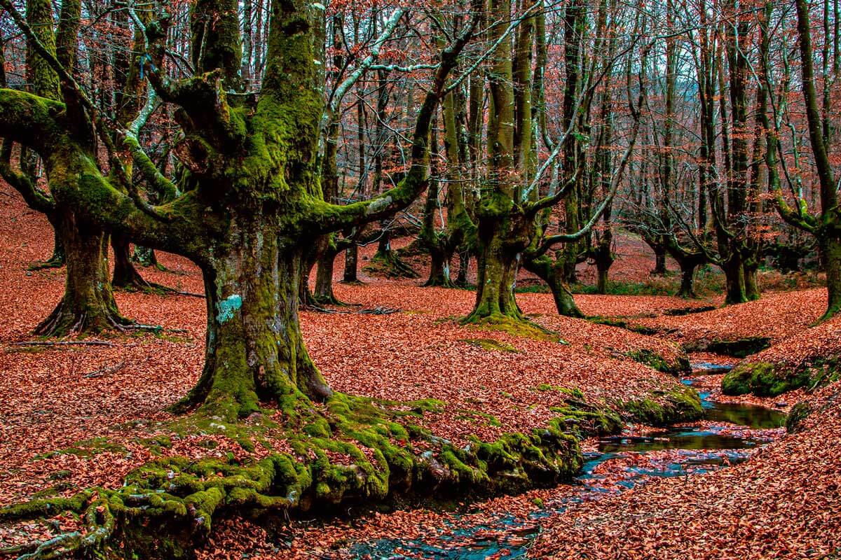 Otoño en Ellauri Hotela - Euskadi
