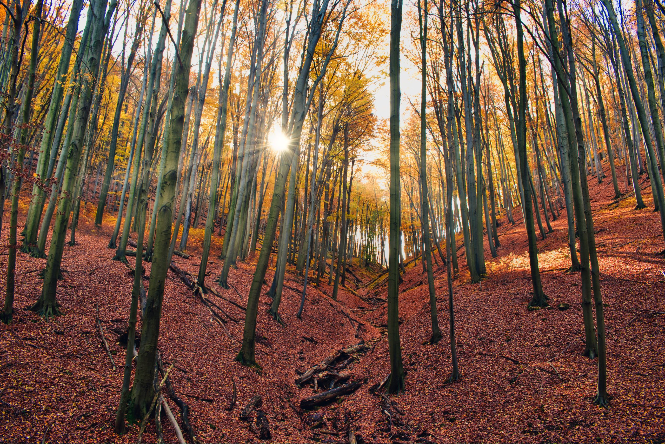 Bosques, árboles, Parque de Gorbeia - Hotel Ellauri